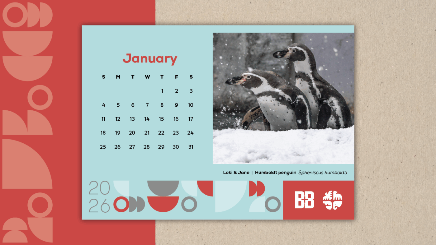 Humboldt Penguin Community Desk Calendar