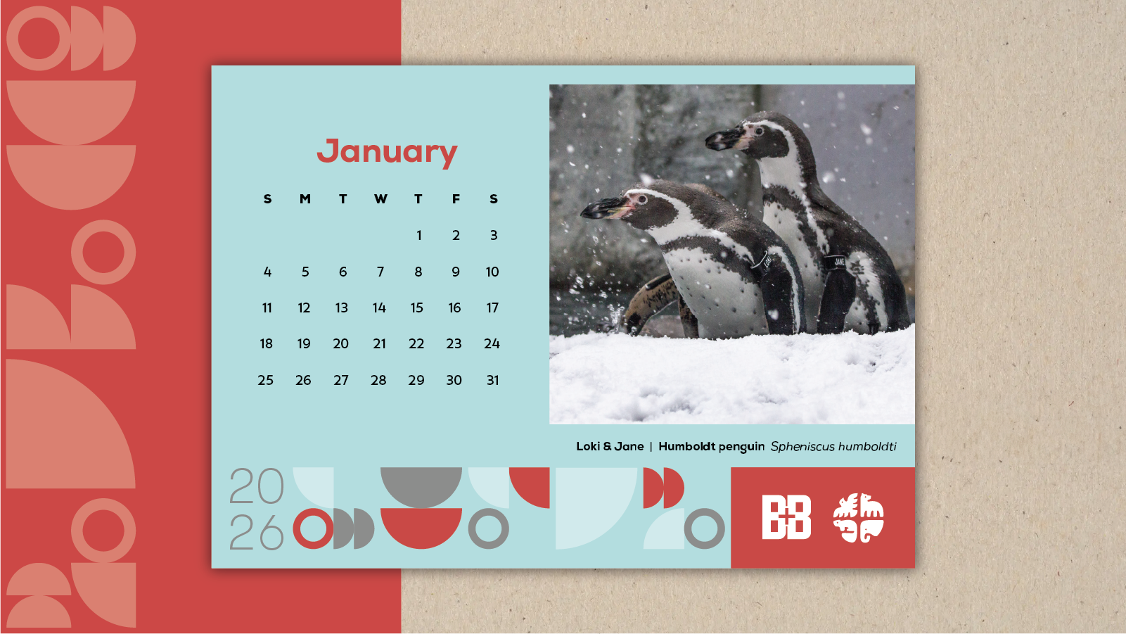 Humboldt Penguin Community Desk Calendar