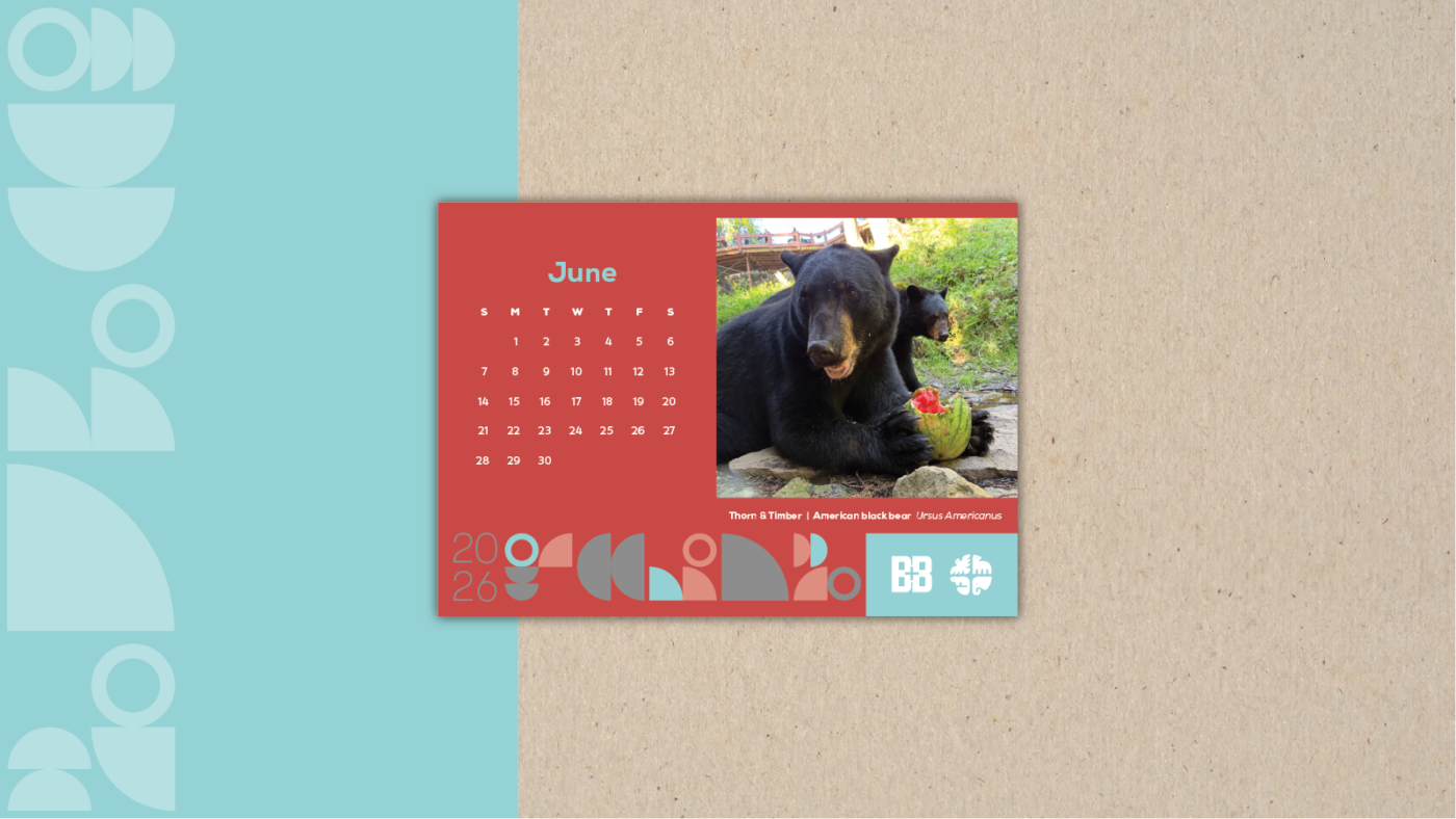 American Black Bear
