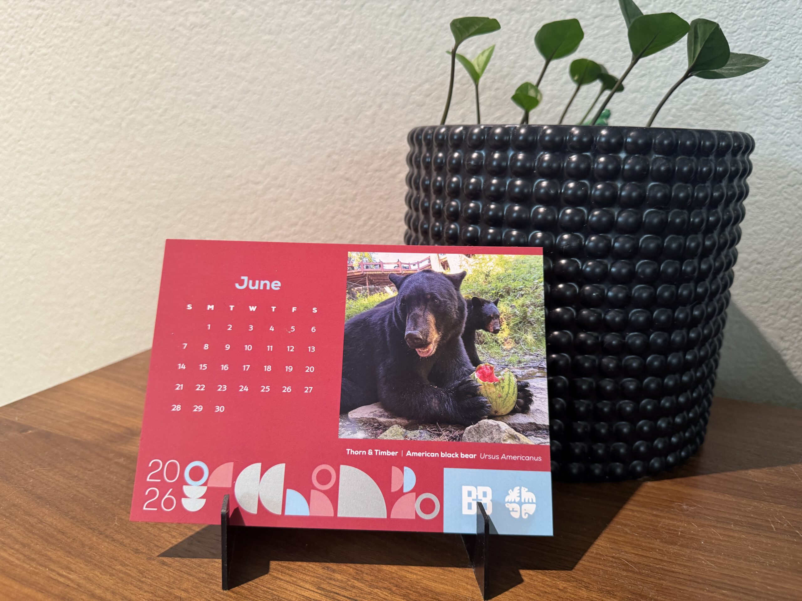 American Black Bear