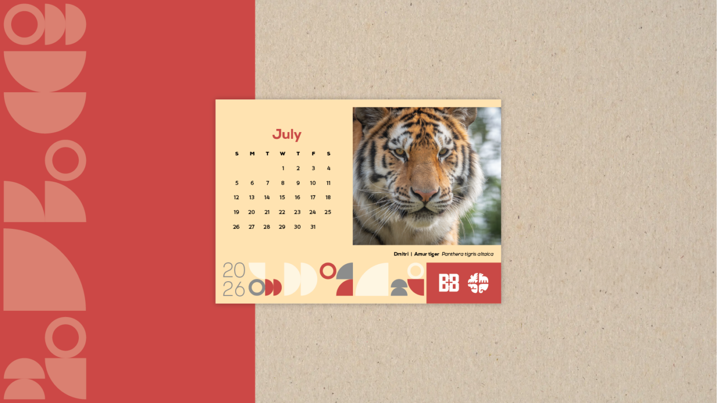 Amur Tiger