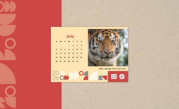 Amur Tiger