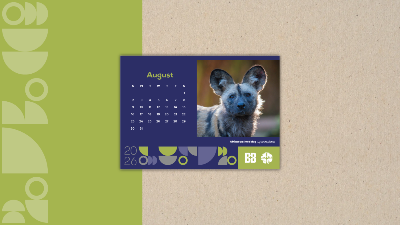 African Painted Dog