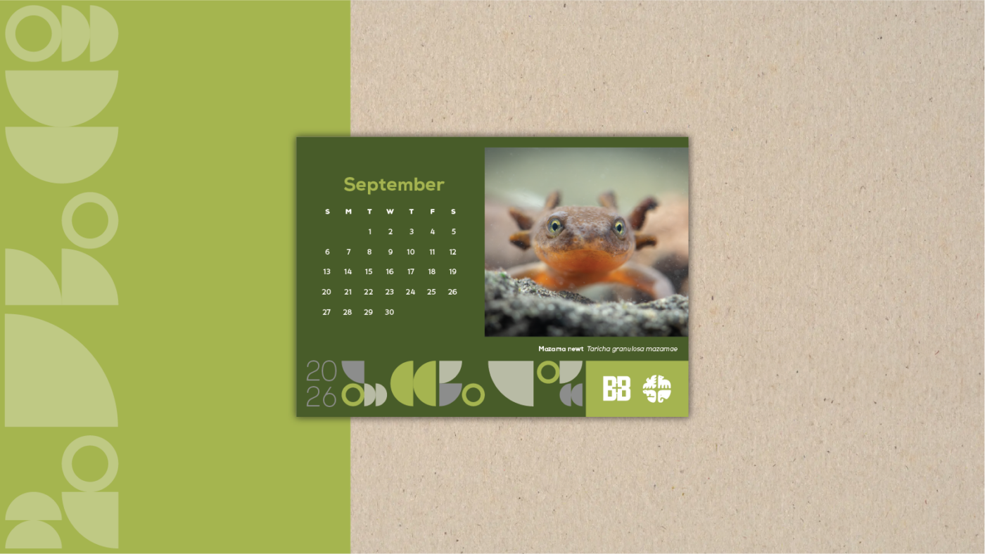Mazama Newt